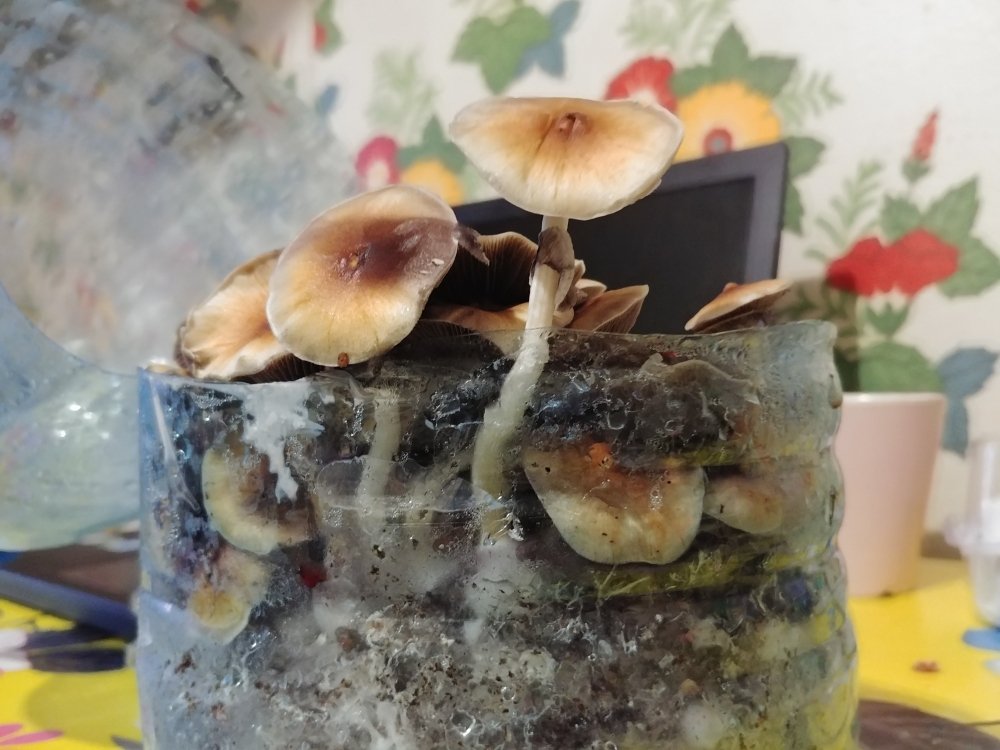 20180702_214838.jpg