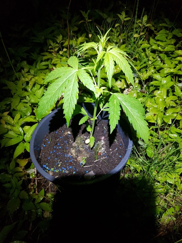 20180705_221512.jpg