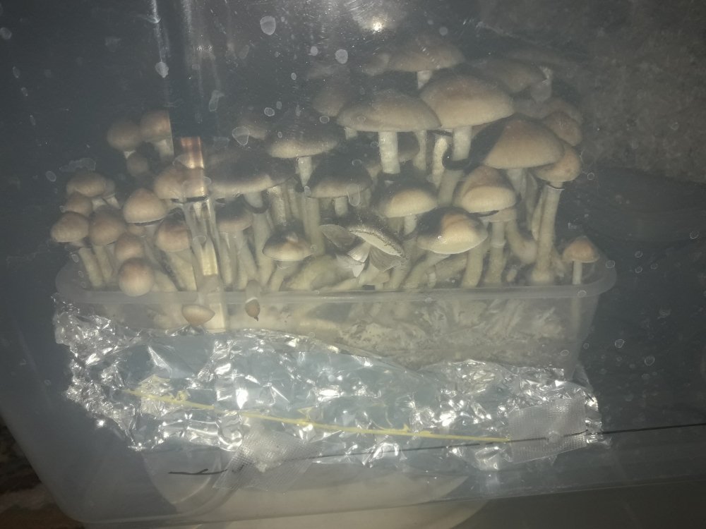 20180706_095719.thumb.jpg.1b5e328a36cc7d88e1761f1dd2b4a30a.jpg