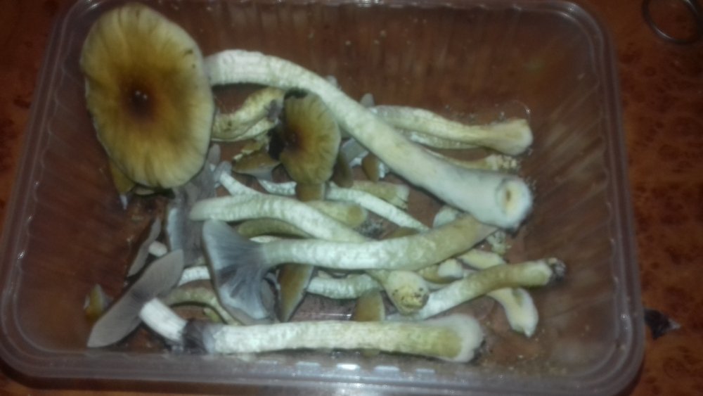 20180709_061643.thumb.jpg.cc3e38bb481457ab26c59170708dc0bd.jpg