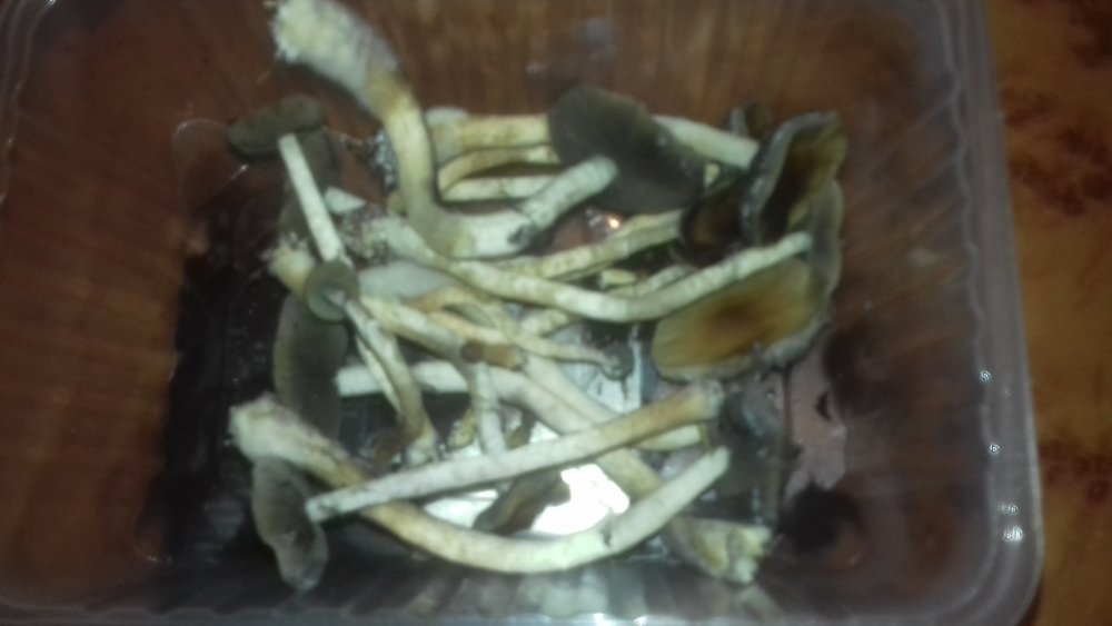20180712_181422.thumb.jpg.b06234b083630401a4c986f3361d4c4a.jpg