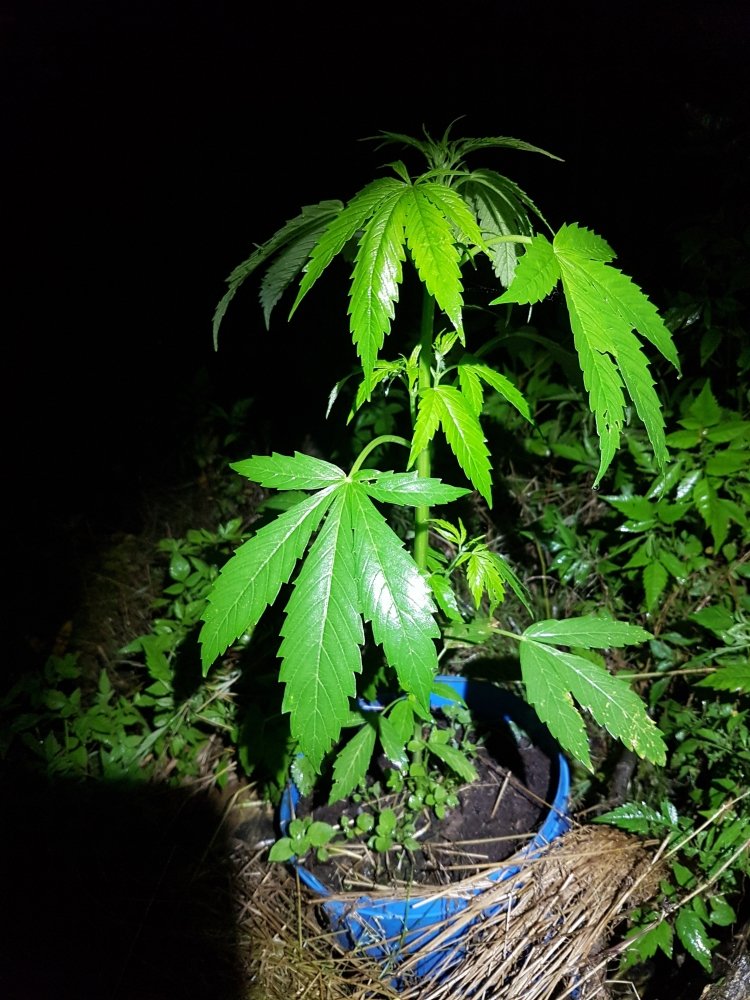 20180712_214928.jpg