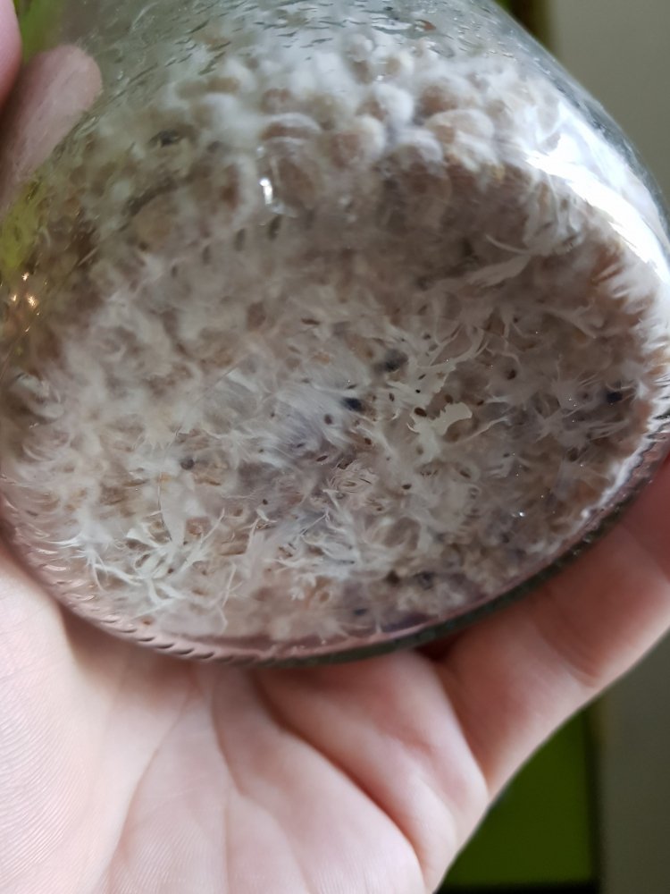 20180713_150207-2268x3024.thumb.jpg.1eb8ce8d89616587d2fb6294c0ee7c80.jpg