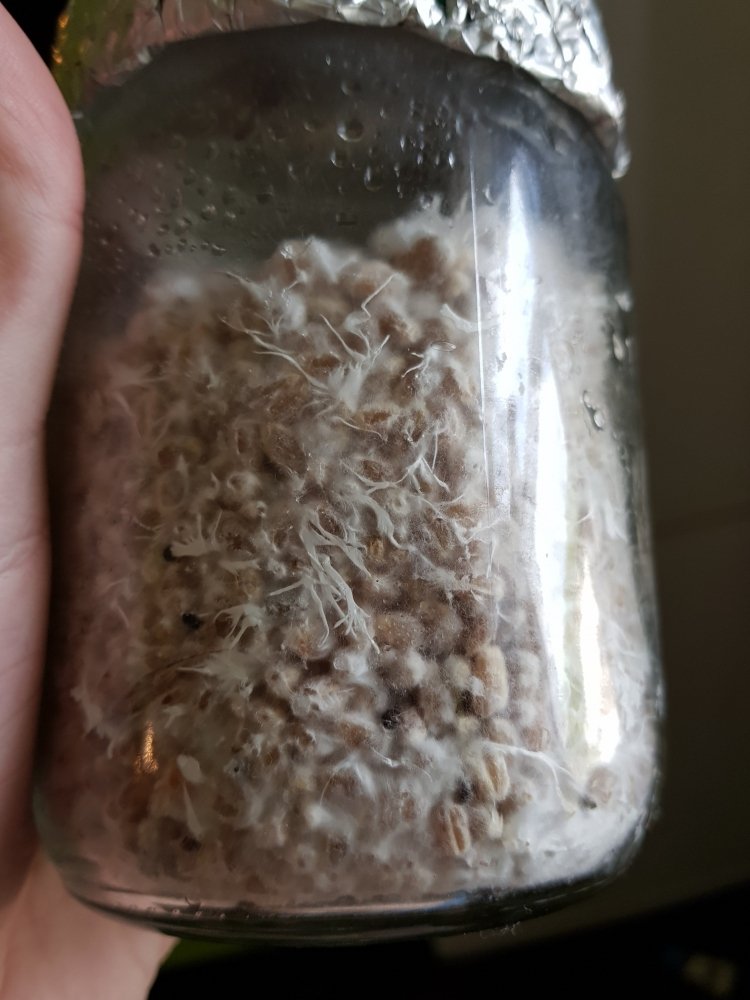 20180713_150235-2268x3024.thumb.jpg.a44037aa942e2597e5245089c6a73848.jpg