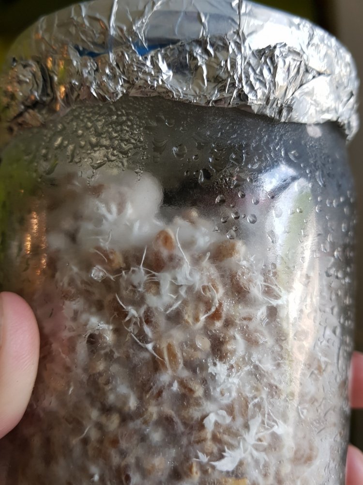20180713_150321-2268x3024.thumb.jpg.748ace191f219c7e4fa2bb21dead56f9.jpg