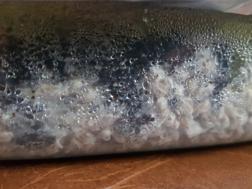 20180715_183004-3024x2268.thumb.jpg.db5f39259348ad80509f6d0fd6ec19c5.jpg