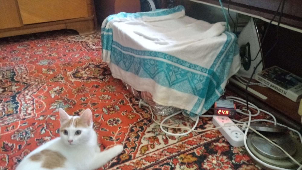 20180717_124951_HDR.thumb.jpg.dc63b88f4ea5726016b068a271a619ba.jpg