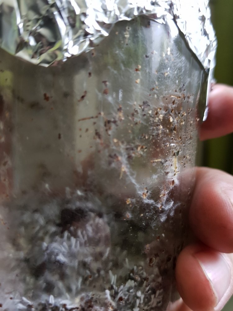 20180718_132730-2268x3024.thumb.jpg.af917da281aac554e9fee1709b8cef72.jpg