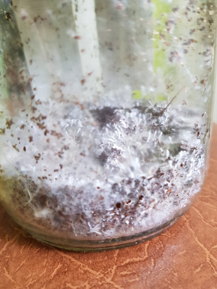 20180718_132743-2268x3024.thumb.jpg.d4445ef3107356ef888acfa23da61fcc.jpg