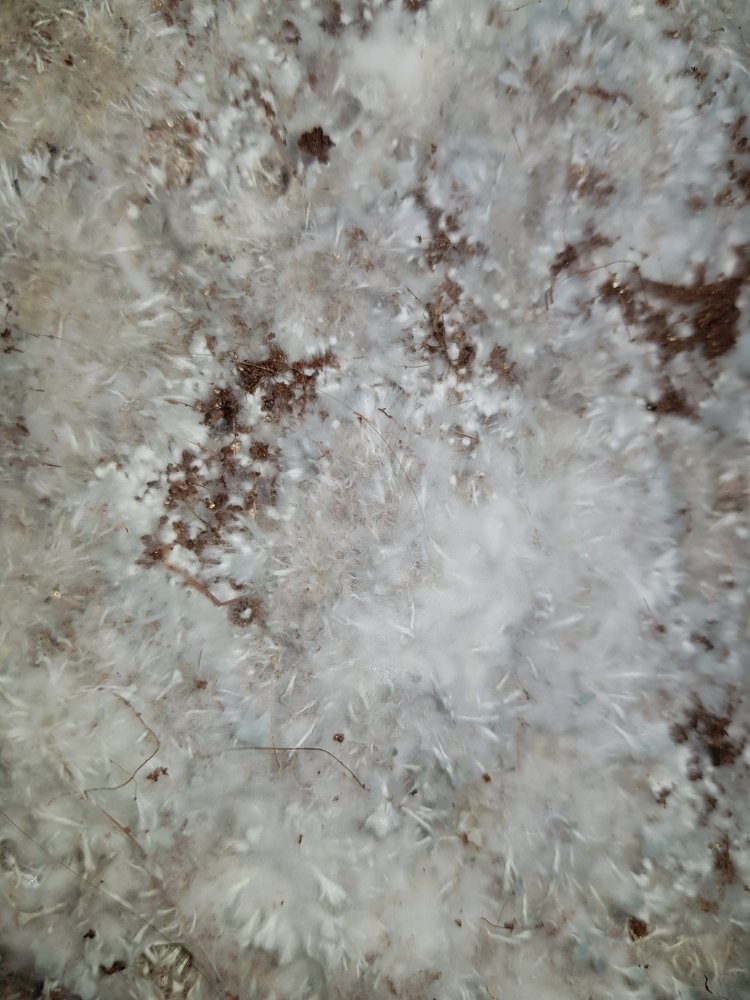 20180724_191030-2268x3024.thumb.jpg.1bc8382ead9ee83d8e073d6d330c2a0a.jpg