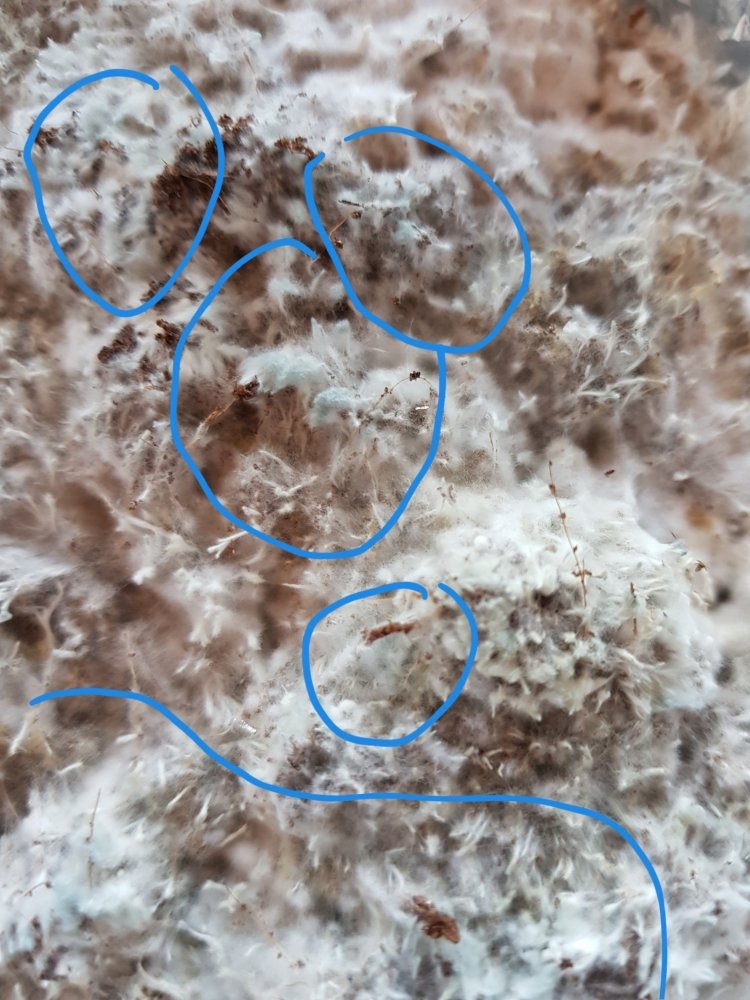 20180724_215731.thumb.jpg.71064384130898b398c06eba16ea572a.jpg