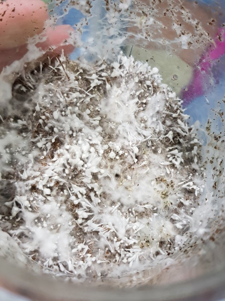 20180724_230111-2268x3024.thumb.jpg.62dd5dfd4fadb75a1aad55f81182988d.jpg