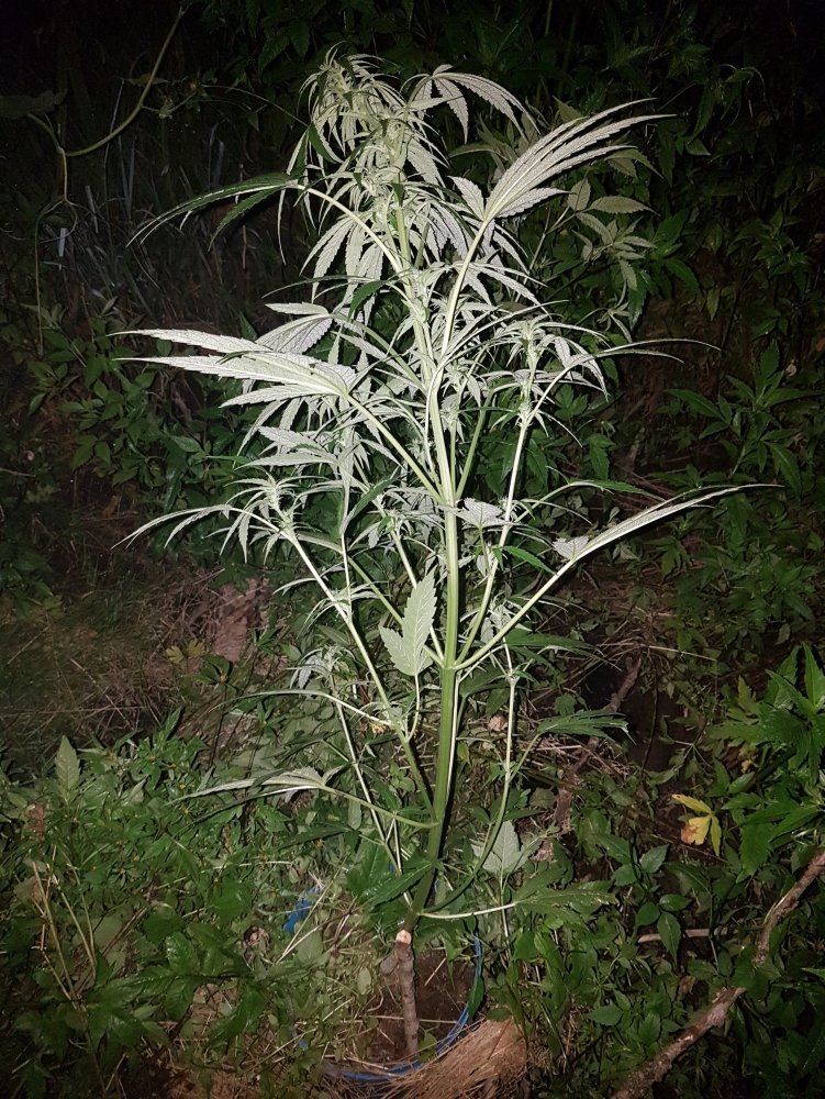 20180727_220355.jpg
