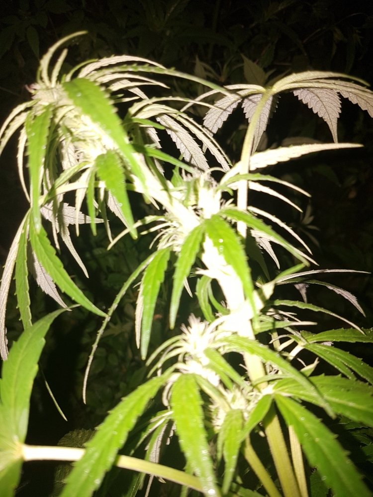 20180727_221504.jpg