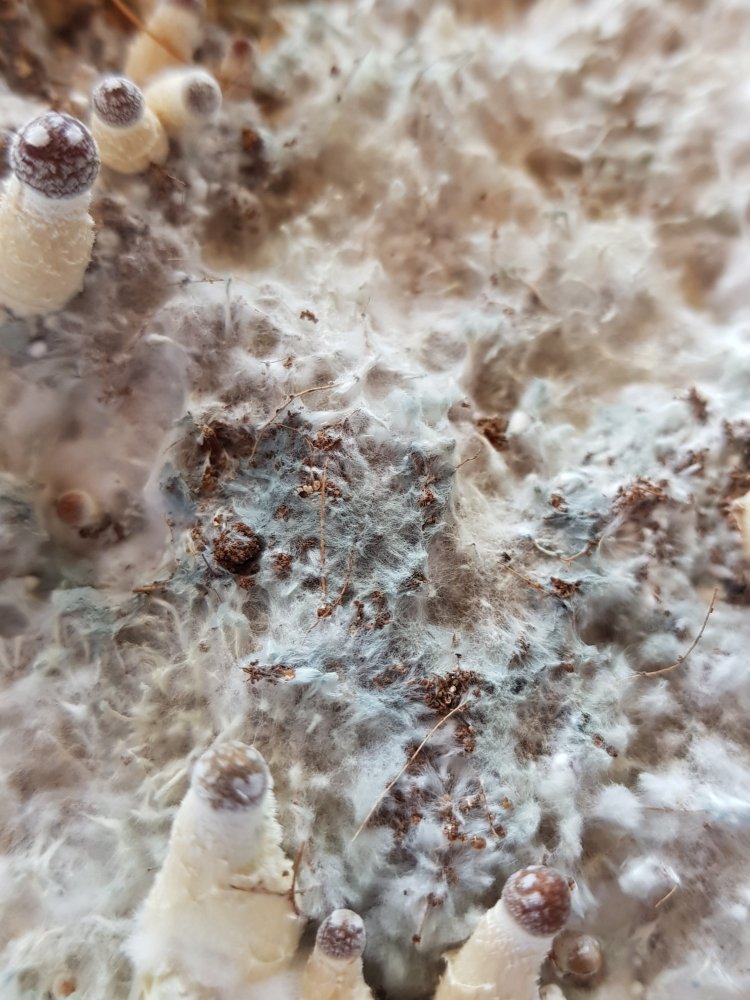 20180730_173106-2268x3024.thumb.jpg.6b5dc0b03ae1199cd1fb557e5c89189a.jpg