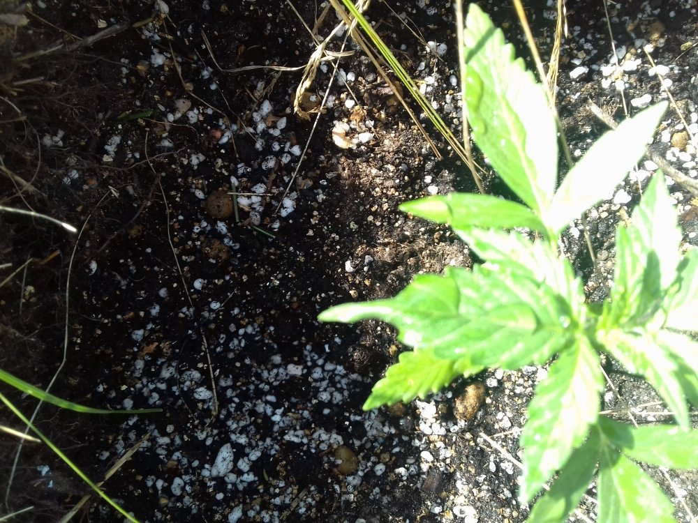 20180731_152330.jpg