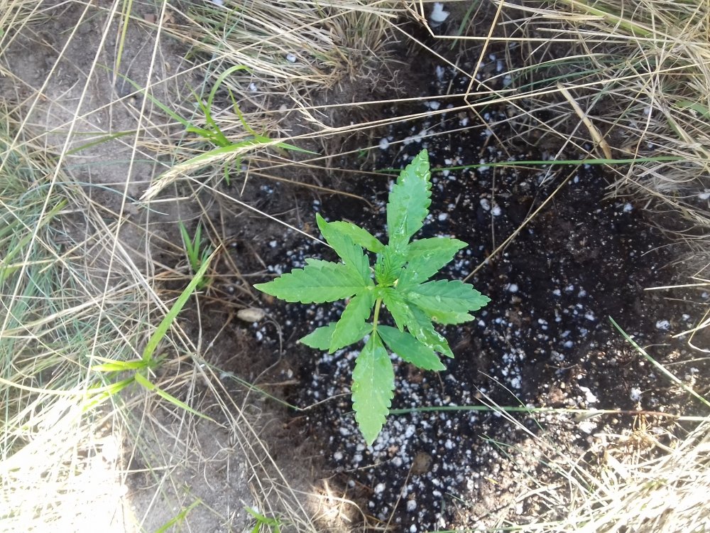 20180731_152334.jpg