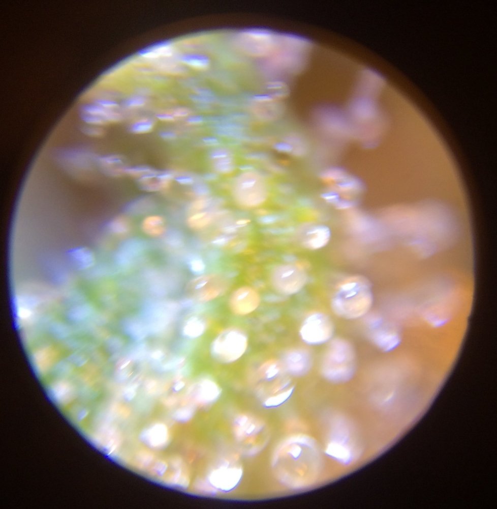 5E7EC03A-56B6-43E9-9042-3B035665D5F7.thumb.jpeg.f57601958fd750abe85f661bee36afc8.jpeg