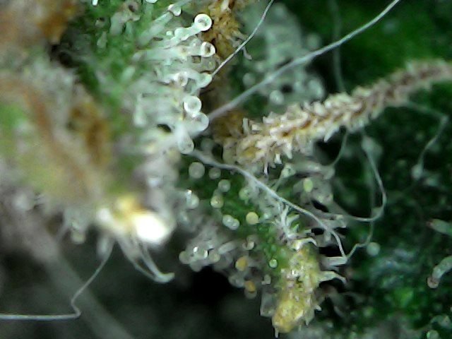 5b385977dfef2_SunJul0112-11-45.thumb.jpg.0fe648b0693cfae1f69767140daa64d3.jpg