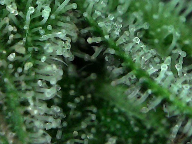 5b418c850ebdf_SunJul0811-34-28.thumb.jpg.297c119a5c2e1aceb4c6b043762ab75c.jpg