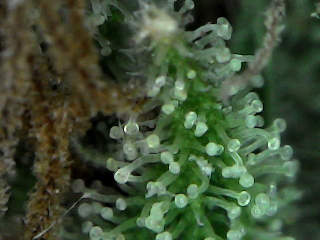 5b4afbae60dd5_SunJul1514-40-28.thumb.jpg.c29ed575a8e3c4631aba197a9345ae02.jpg