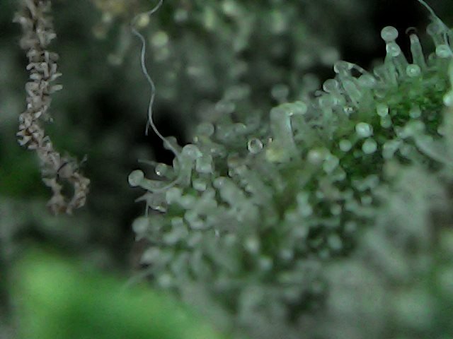 5b4afbb15cdb9_SunJul1514-45-54.thumb.jpg.da837c3e6ebf6561eb6e088e701fb26b.jpg