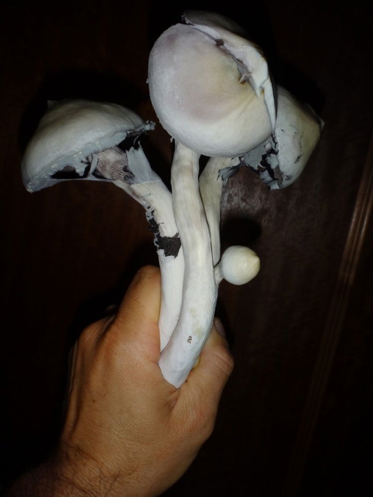 DSC03709.thumb.JPG.41c511b28f3af389c6ecd12f2574c474.JPG
