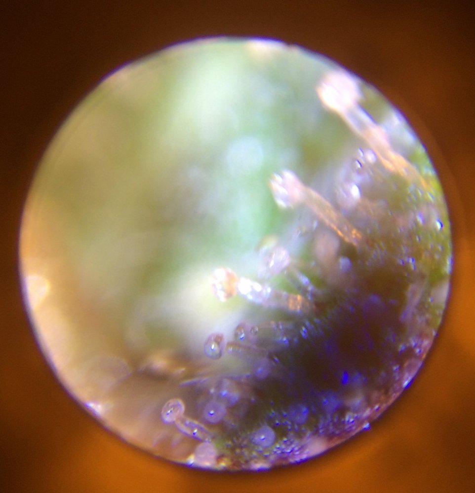 EABCC73D-8483-4F3B-BCE8-26EC61052A3A.thumb.jpeg.1e3eabfb37934b3522503d5583788869.jpeg