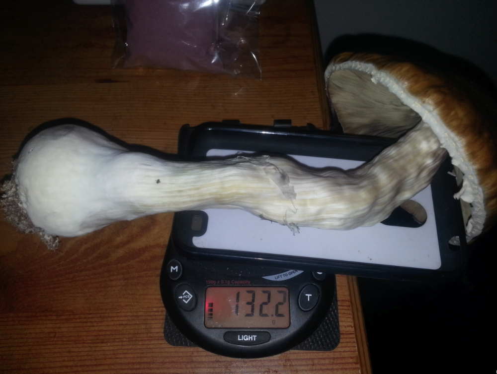 Huge_Cubensis_-_Mushroom_Cultivation_-_Shroomery_Message_Board.thumb.png.0899128b12e3b659a2294c19cdc1d267.png