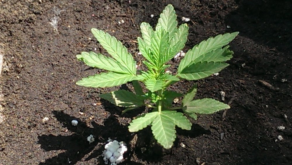 IMAG0033.jpg