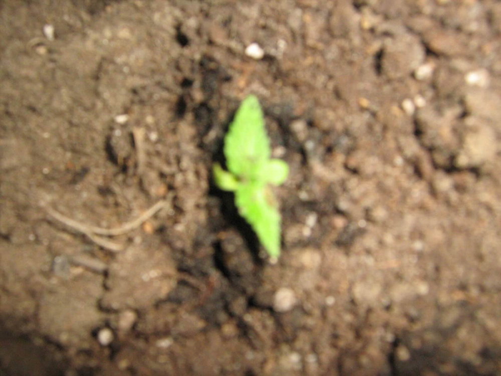 IMG_0234.thumb.JPG.e2deafc5b4928b3c2ad2ae4c11048a15.JPG