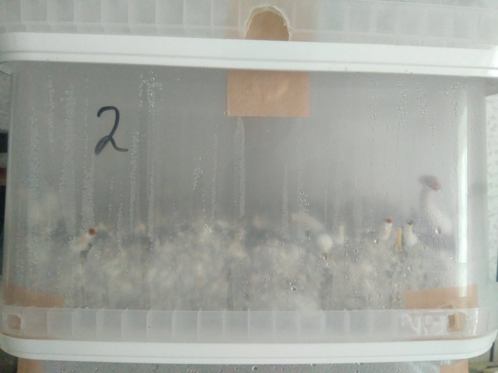 IMG_20180706_150843.thumb.jpg.d6b7298f35b33acac794e0a46fb9ee5d.jpg