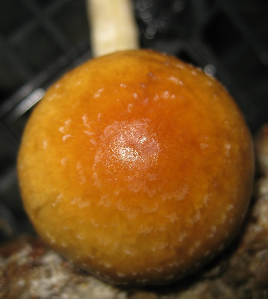 IMG_5649.JPG