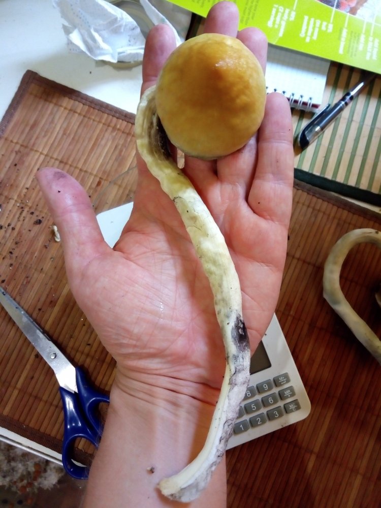 P80719-084407.thumb.jpg.3122d0cf40d5d2a0f41ae07350e0be2c.jpg