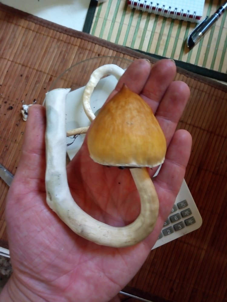 P80719-084417.thumb.jpg.6826a6d8768d36a8603877b9f7ced7e4.jpg
