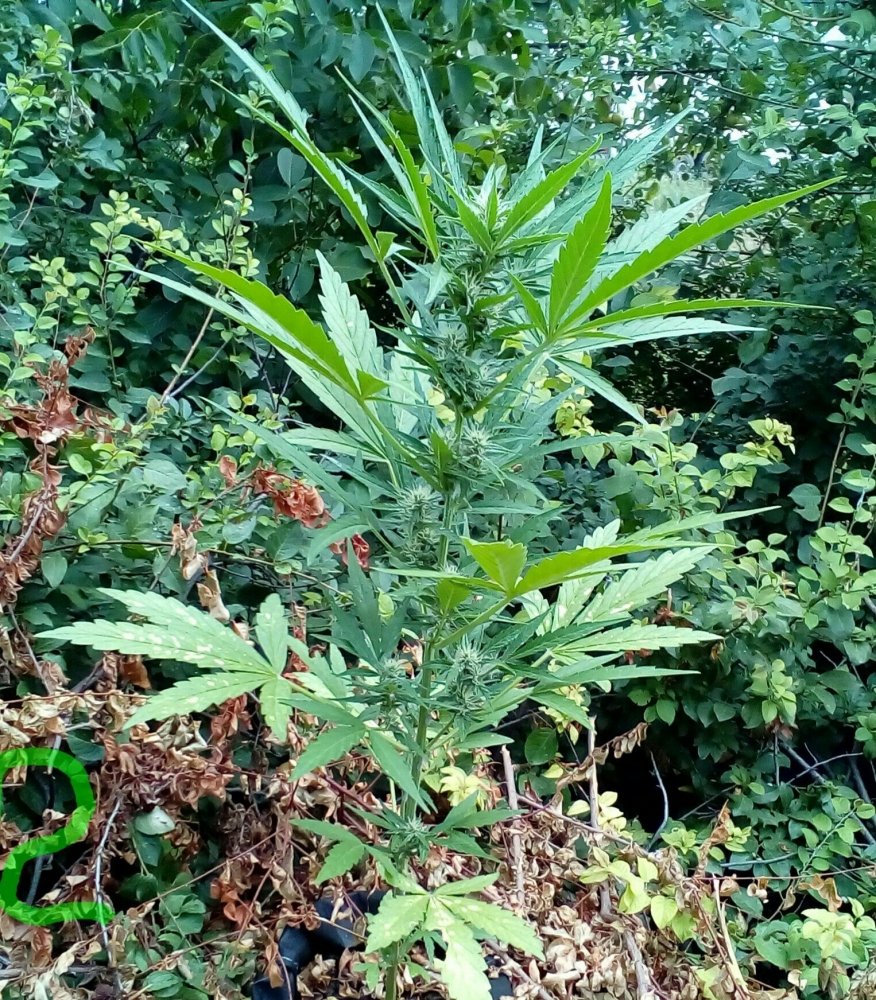 P_20180706_163324_1_1.jpg