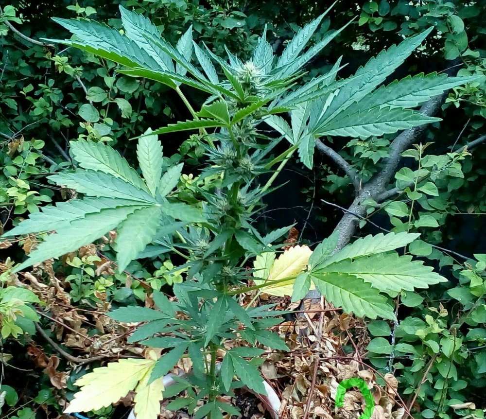P_20180706_163333_1_1_1.jpg