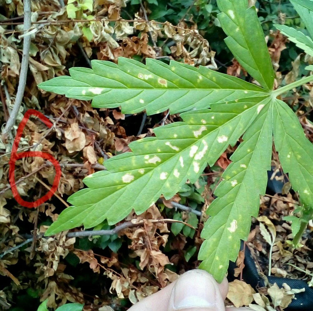 P_20180706_163559_1_1_1.jpg
