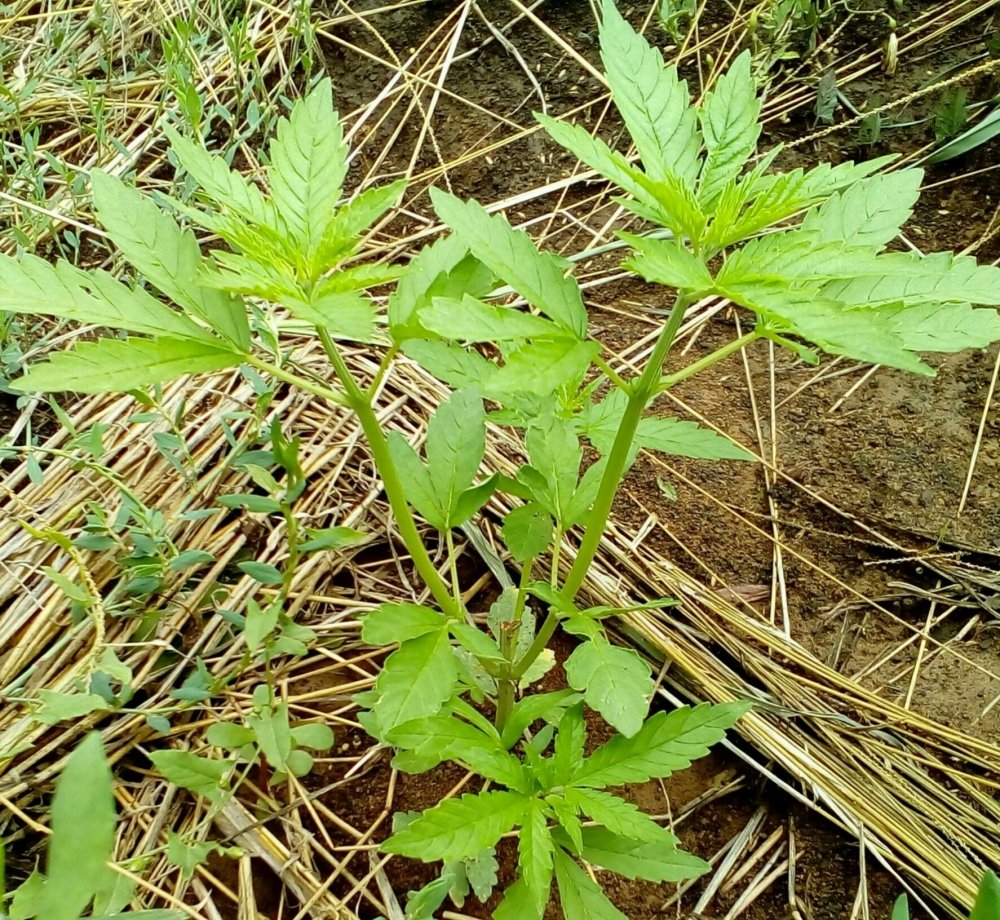 P_20180723_145818_1_1_1.jpg
