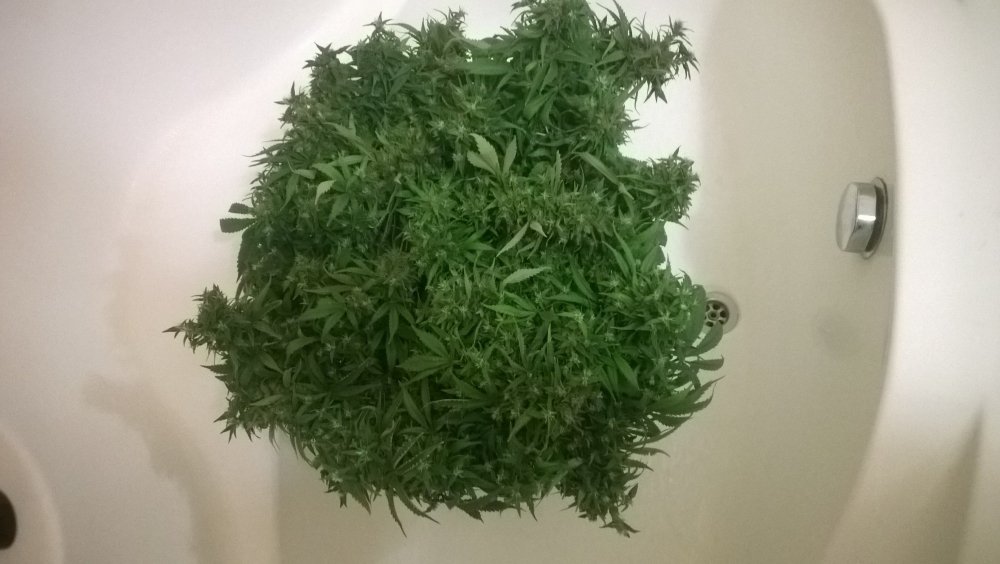 WP_20180701_001.thumb.jpg.bdabbd34cc8d2889e161b63aec219ce6.jpg