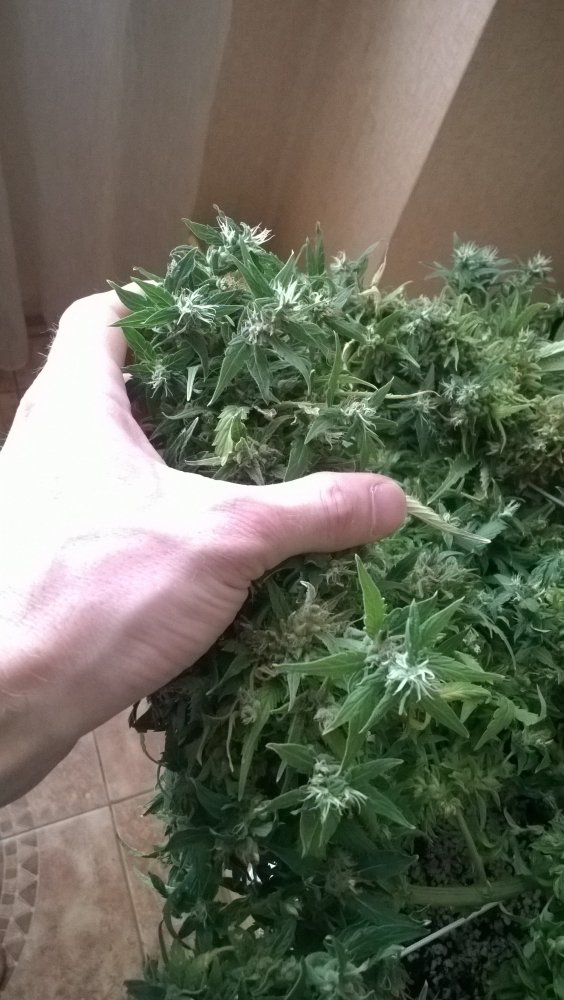 WP_20180715_007.thumb.jpg.14245536ca75af3d281298fdce839cfa.jpg