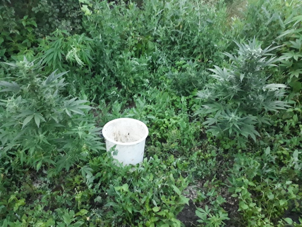 tmp_11802-20180719_211349779900533.jpg
