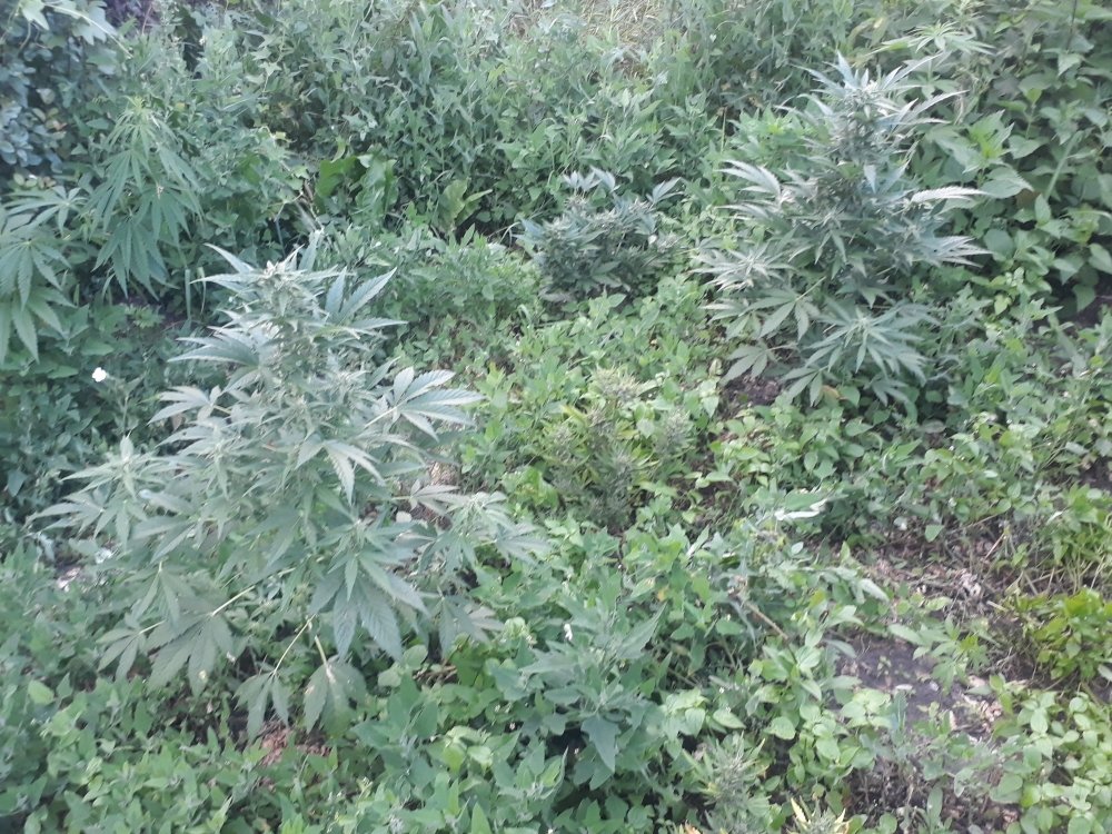 tmp_12986-20180714_2020462082724740.jpg