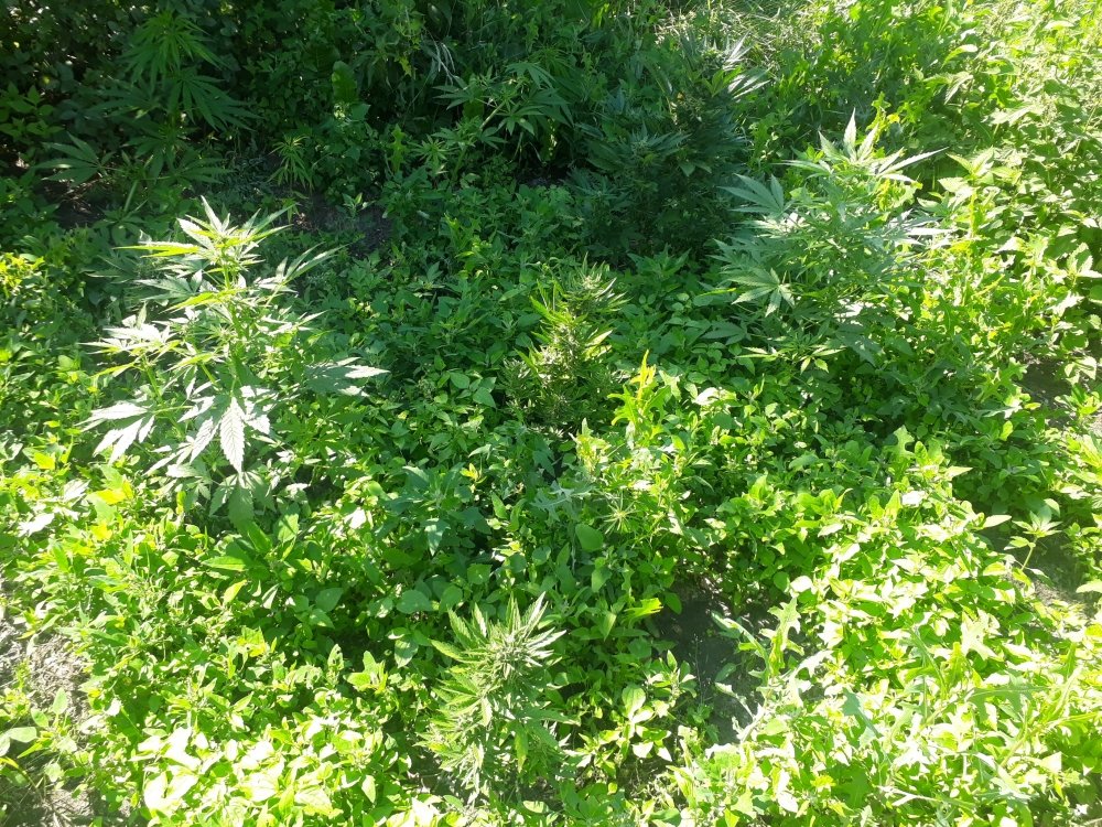 tmp_1752-20180705_1621471679186268.jpg
