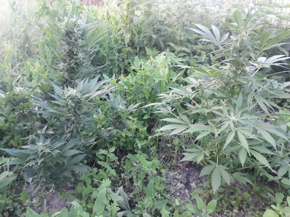 tmp_2172-20180709_203722952641553.jpg