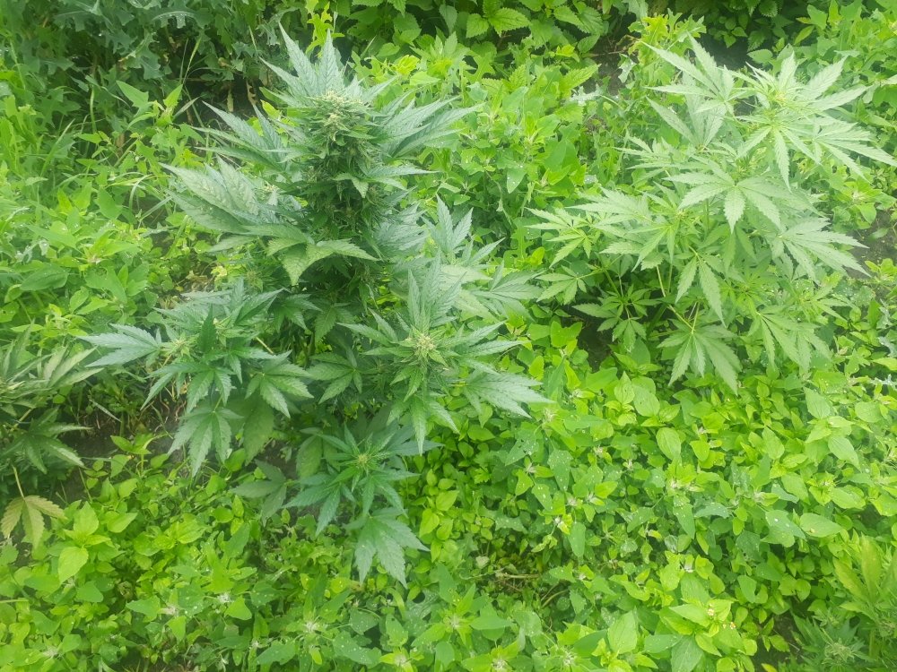tmp_8022-20180702_142251847427803.jpg