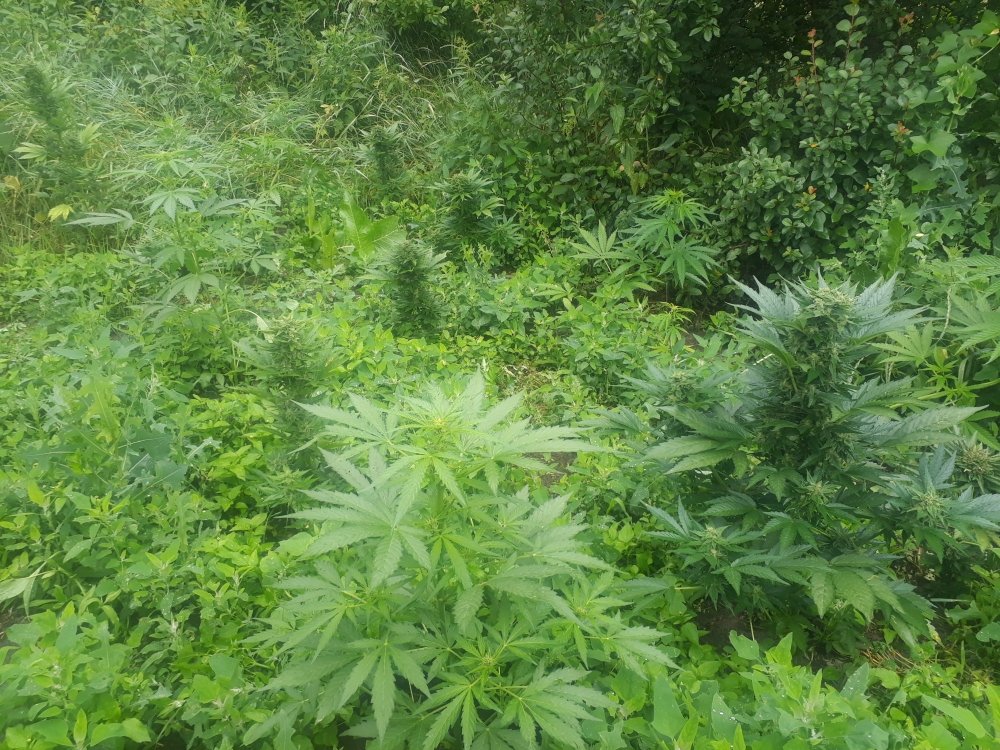 tmp_8022-20180702_14243033695208.jpg