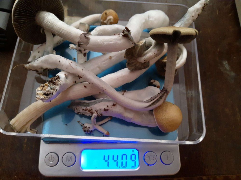 2-1.thumb.jpg.ca7659028dab141fe64662a90e77d72f.jpg