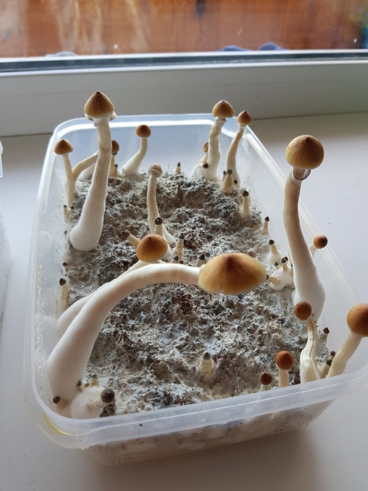20180801_170957-2268x3024.thumb.jpg.29c6361fe353d1a37e174840a011011f.jpg