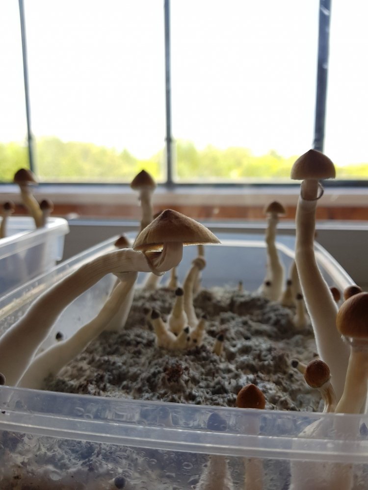 20180801_171040-2268x3024.thumb.jpg.c4f2322148d3970641e552c8c0728689.jpg